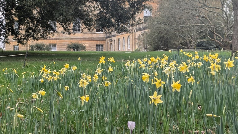 Spring daffodils at Basildon Park